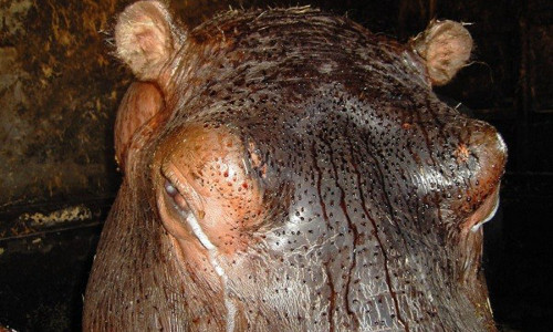  Hà Mã. Trên lớp da nhẵn bóng của Hà Mã đôi khi xuất hiện “máu” đỏ, thậm chí có lúc toàn thân trở nên đỏ thẫm. 