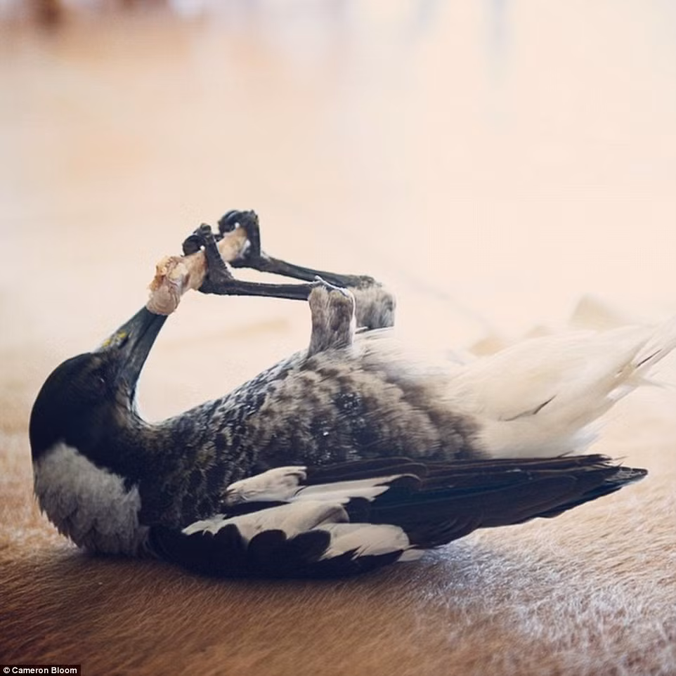 Penguin đang thưởng thức thức ăn thừa một cách chăm chú.