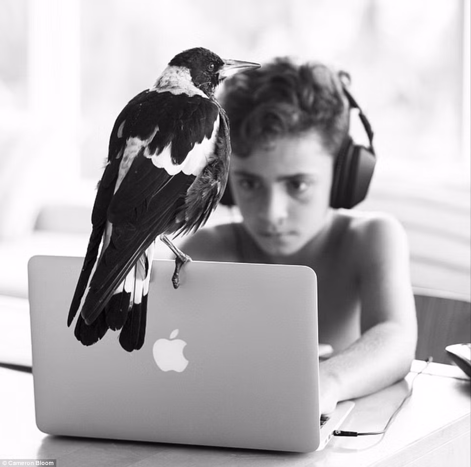 Xem thêm một số hình ảnh cực dễ thương khác của nàng chim ác là.