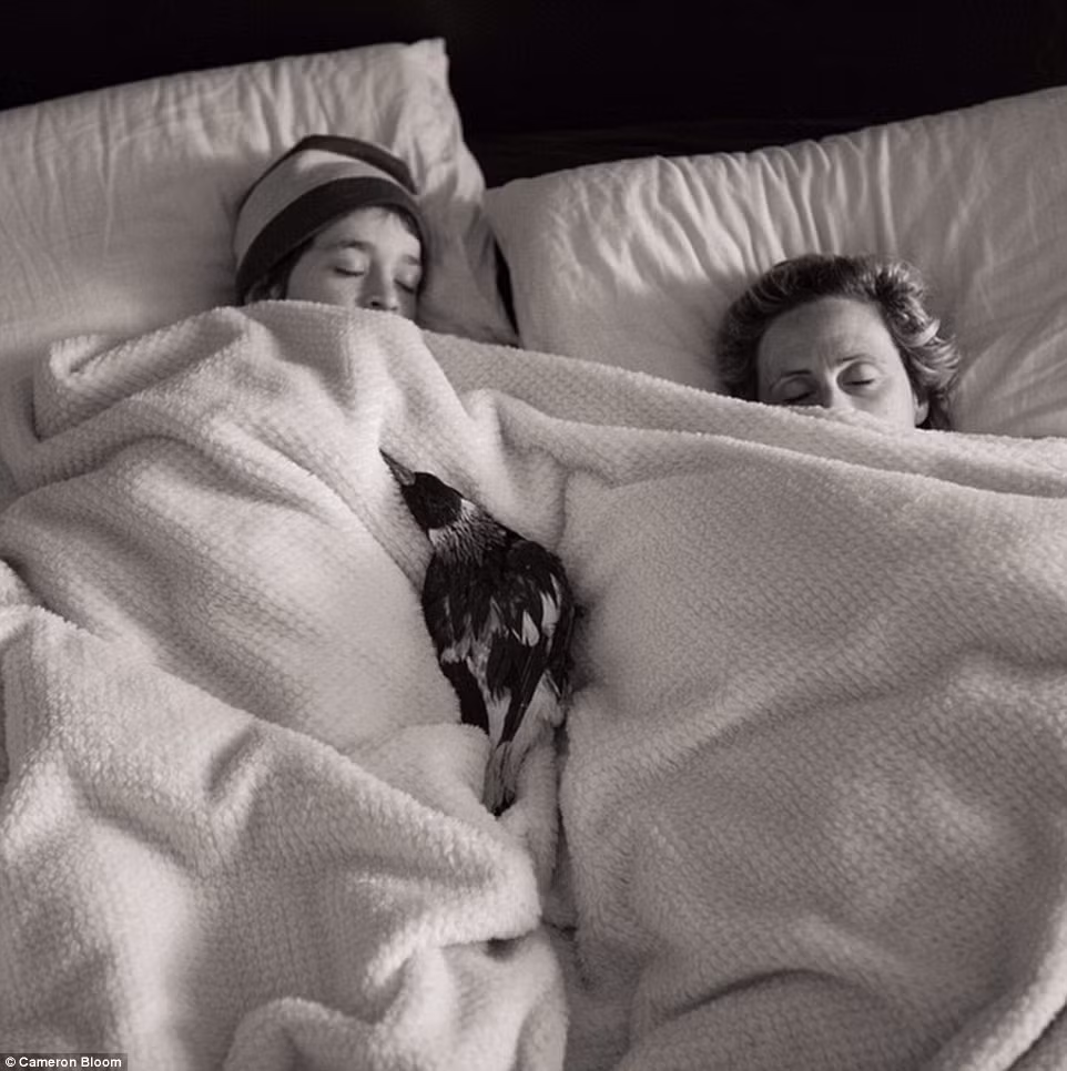 Cô nàng chim chẳng ngại mà leo lên giường ngủ trong chăn cùng những cậu bé.