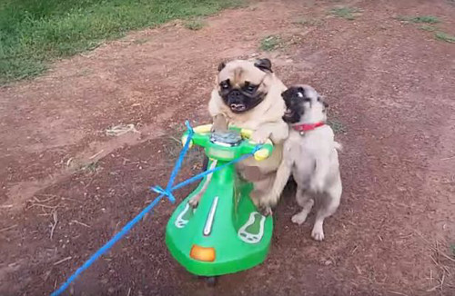 Chet cuoi xem cun cung de thuong hoc di xe lac-Hinh-4