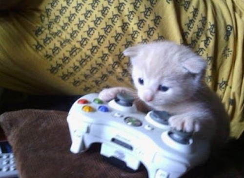 Không chơi được bắn súng thì mèo ta đua tốc độ vậy.