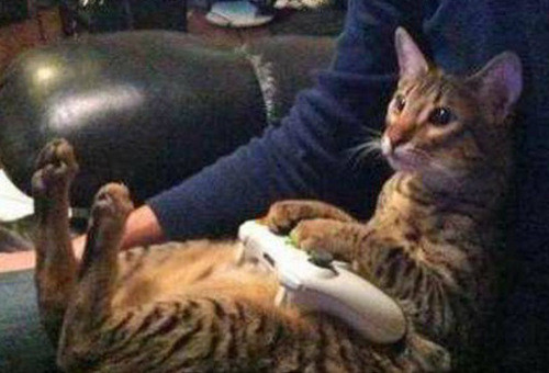 Mèo cũng ngồi ghế chơi game chuyên nghiệp lắm đấy.