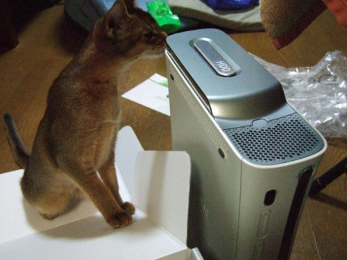 Chú mèo có tên Cheddarbob dường như rất thích chiếc máy game Xbox 360 này. Ảnh mèo bên máy chơi game đầy tò mò trông rất đáng yêu.