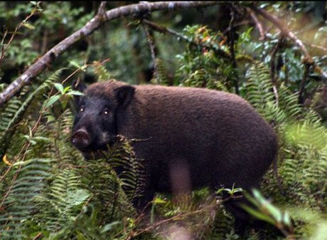 Lợn hoang dã khi được đưa đến một nơi mới có thể trở thành mối đe dọa cho hệ sinh thái của nơi đó.