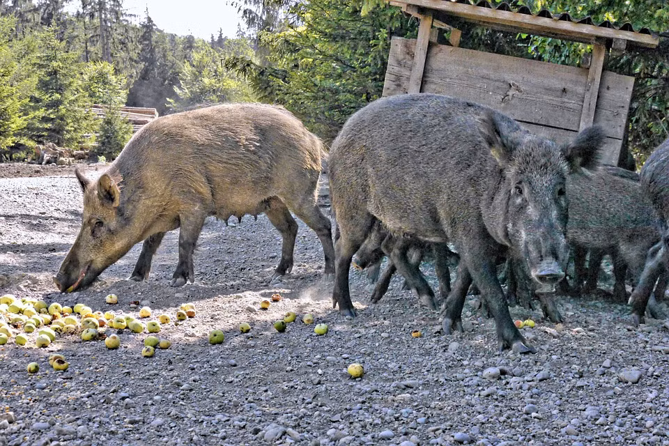 Ở một vài khu vực trên thế giới, lợn rừng là nguồn cung cấp thức ăn chính cho loài hổ.