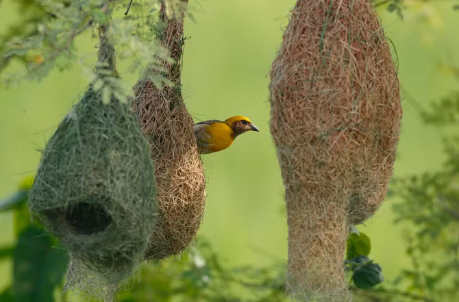 Tuy nhỏ bé nhưng chim rồng rộc vô cùng chăm chỉ. Những chú chim nhỏ xíu này xây dựng cả một “thành phố” phức tạp từ cỏ, cành cây nhỏ và sợi lá với sức chứa có thể lên tới 300 đôi chim.