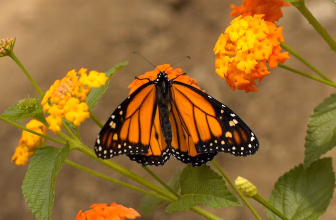 Bướm vua là loài côn trùng duy nhất di cư hai chiều tương tự như các loài chim bằng cách các thế hệ nối tiếp nhau thực hiện hoàn chỉnh cuộc di cư về phương bắc hoặc phương nam.
