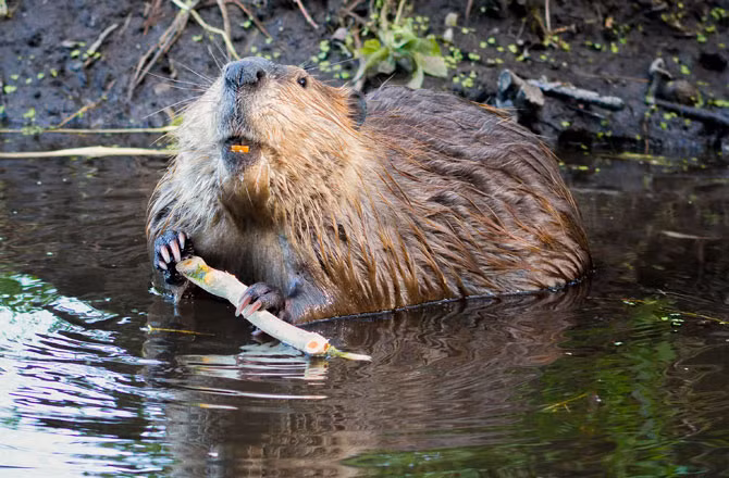 Để hoàn thiện danh sách này, không thể không nhắc tới hải ly. Chính sự cần cù của chúng đôi khi khiến con người lao đao bởi chúng có thể làm thay đổi dòng chảy chỉ bằng cách xây dựng những công trình của riêng chúng bằng cành cây và bùn.