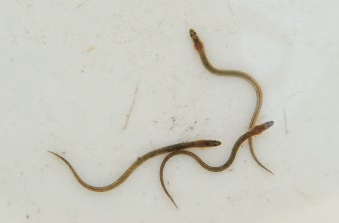 Đến tuổi trưởng thành, cá chình Mỹ phải thực hiện một cuộc di cư anh hùng từ sông đến giữa Đại Tây Dương để đẻ trứng một lần duy nhất rồi chết. Sau khi nở, cá chình con lại vượt qua nửa đại dương tới các dòng sông – nơi chúng lớn lên trong 20-30 năm tới.