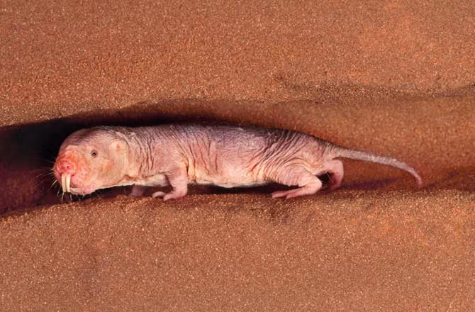 Đứng đầu danh sách các loài động vật chăm chỉ nhất chính là chuột chũi Đông Phi. Chúng làm việc liên tục để xây dựng các đường hầm phức tạp dưới lòng đất thích hợp với chế độ xã hội gồm một nữ hoàng và các công nhân.