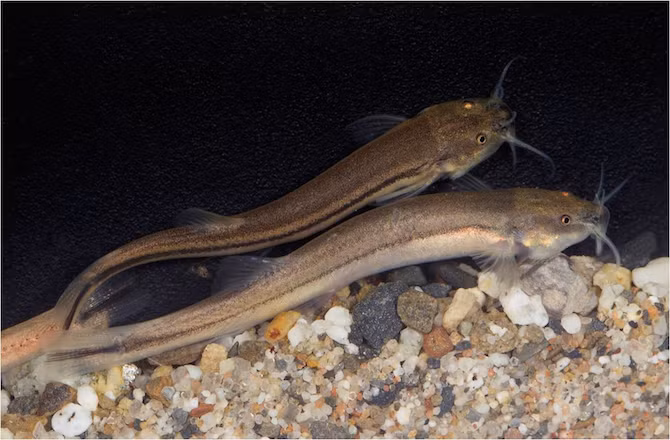 Cá da trơn Chipi chipi chỉ dài vẻn vẹn 2,5 cm nhưng lại là loài phá kỷ lục di cư trong thế giới cá. Chúng vượt qua quãng đường hơn 320 km lên thượng nguồn đến chân đồi của dãy núi Andes ở Bolivia.