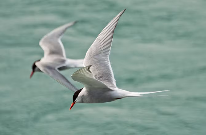 Nhạn biển Bắc Cực là loài chim lập kỷ lục với chuyến di cư dài tới 70.811 km mỗi năm khi chúng bay đi bay về giữa hai vùng đất sinh sống của chúng tại Nam Cực và Greenland.