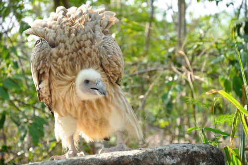 Kền kền Hymalaya (Gyps himalayensis). Loài này được tìm thấy trong dãy núi cao của Himalayas, Pamirs, Kazakhstan và Tây Tạng. Hiện nay, người ta đang lo ngại về sự suy giảm số lượng của loài này do chúng dễ bị nhiễm độc từ xác động vật.