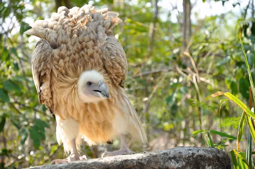 Kền kền Hymalaya (Gyps himalayensis). Loài này được tìm thấy trong dãy núi cao của Himalayas, Pamirs, Kazakhstan và Tây Tạng. Hiện nay, người ta đang lo ngại về sự suy giảm số lượng của loài này do chúng dễ bị nhiễm độc từ xác động vật.