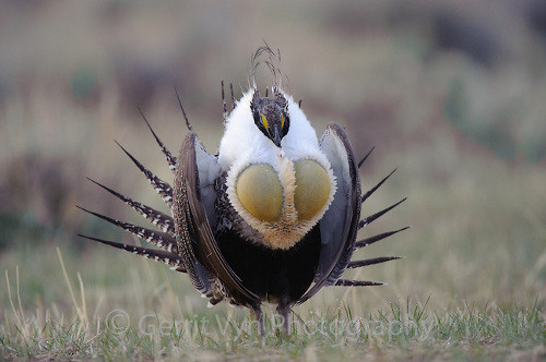 Chim Greater Sage-Grouse. Loài chim này có bộ lông nhọn, nhiều màu sắc. Chúng nổi tiếng nhất khu vực Bắc Mỹ với điệu múa ấn tượng. Nó là loài chim nổi tiếng về điệu múa. Vào mùa sinh sản, hàng chục chim trống xòe đuôi dài đồng thời bật túi khí màu vàng trên ngực để tạo ra âm thanh đặc biệt. Âm thanh có thể nghe được dù cách xa 2 dặm.
