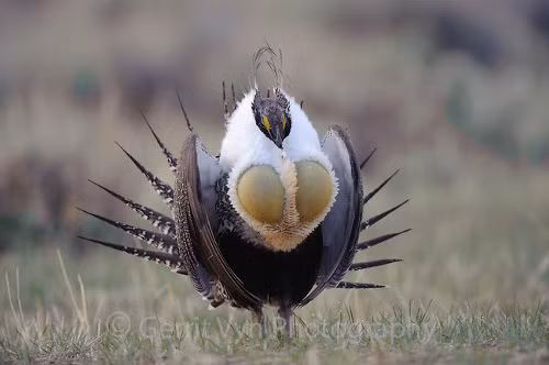 Chim Greater Sage-Grouse. Loài chim này có bộ lông nhọn, nhiều màu sắc. Chúng nổi tiếng nhất khu vực Bắc Mỹ với điệu múa ấn tượng. Nó là loài chim nổi tiếng về điệu múa. Vào mùa sinh sản, hàng chục chim trống xòe đuôi dài đồng thời bật túi khí màu vàng trên ngực để tạo ra âm thanh đặc biệt. Âm thanh có thể nghe được dù cách xa 2 dặm.