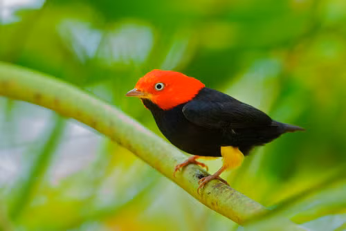 Chim manakin là loài chim ăn trái cây, có nguồn gốc ở Trung Mỹ. Con đực nổi bật với màu lông đen tương phản với lông màu đỏ trên đầu. Màu sắc của bộ lông không đủ tạo sức hút với các quý bà. Chính vì vậy, các con đực phải thực hiện một số bước nhảy ấn tượng để tán tỉnh. Những điệu nhảy cơ bản của chúng là xoay vòng trên cành cây, lao từng cành này sang cành khác, và đặc biệt nhất là điệu vừa nhảy vừa trượt trên cành.