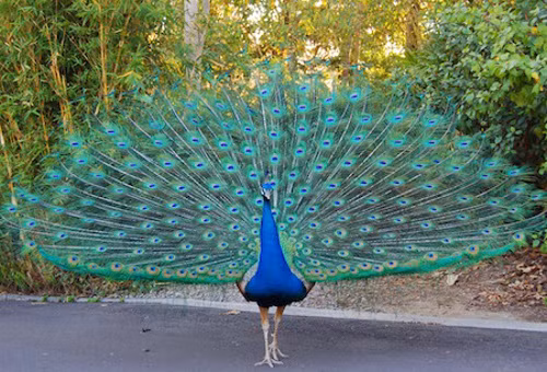 Chim công. Có lẽ màn tán tỉnh ấn tượng nhất trong số các loài chim là màn tán tỉnh của công trống. Chim công trống có bộ lông đuôi dài, có thể dựng đứng lên với màu sắc và hoa văn tuyệt đẹp. Ngoài ra, công trống còn vừa kêu vừa nhảy múa để thu hút sự chú ý của công mái.