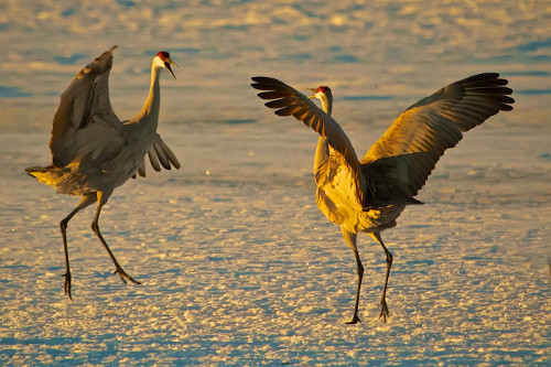 Sếu đồi cát. Loài chim này rất ấn tượng với bộ lông đầy màu sắc. Tuy nhiên, để thu hút chim mái, chim trống không tập trung vào bộ lông lạ mắt. Những anh chàng sếu đồi cát tập trung vào điệu nhảy rất thể thao, đôi khi lấy cả thực vật quăng vào không trung.