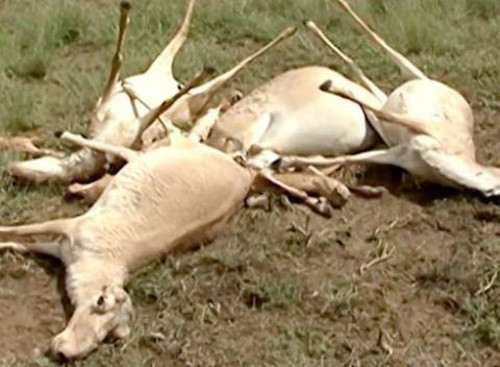 Tuy nhiên, theo nghiên cứu sơ bộ tại phòng thí nghiệm ở Anh và Đức thì nguyên nhân là nhiễm trùng huyết do huyết, trùng, một loài vi khuẩn lây lan chủ yếu qua đường tiêu hóa, thức ăn hoặc qua đường hô hấp. Các nhà khoa học vẫn đang nỗ lực tìm ra nguyên nhân chính xác và quan trọng hơn là để ngăn chặn sự lây lan của căn bệnh bí hiểm gây ra hiện tượng chết hàng loạt với quy mô lớn ở loài linh dương Saiga này.