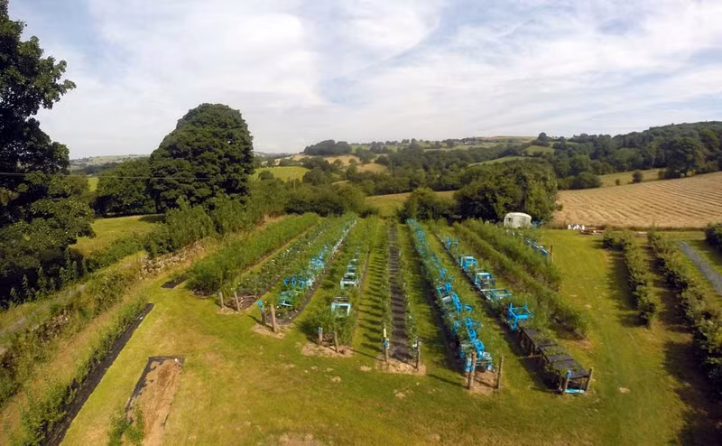 Những món đồ nội thất độc lạ từ thân cây nằm trên một cách đồng rộng một ha tại Wirksworth (Anh). Ông Munro phát triển những cái cây thành bàn, ghế và chụp đèn với hy vọng sẽ thu hoạch trong một vài năm.