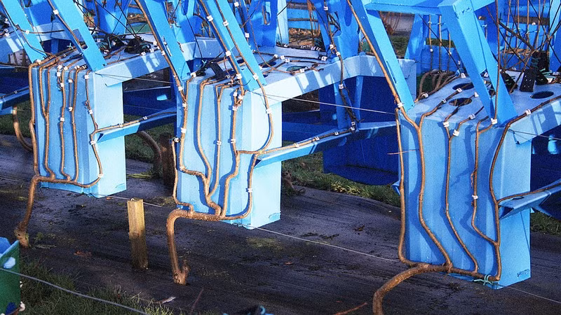 Sản phẩm cuối cùng là một chiếc ghế hoàn chỉnh hay một cái bàn hoặc một chụp đèn được hình thành từ một mảnh gỗ duy nhất.