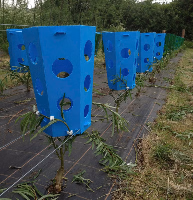 Munro đã nuôi dưỡng ý tưởng kỳ lạ này từ khi còn nhỏ khi nhìn thấy một cây bonsai mọc theo hình một chiếc ghế.