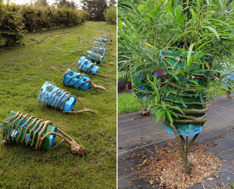 Ban đầu, cây non cần được uốn theo hình dạng nhất định. Sau đó, người thợ cần xem xét, cắt tỉa để chắc chắn rằng chúng phát triển đúng định hướng. Khi trưởng thành, cây được thu hoạch vào mùa đông và để khô vào mùa hè.