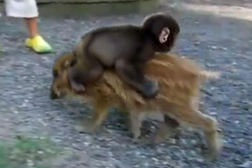 Hai chú khỉ và lợn này trở thành người bạn tốt của nhau tại vườn thú Fukuchiyama, gần Kyoto, Nhật Bản. Khỉ Miwa-chan vô cùng thích thú khi cưỡi trên lưng bạn lợn Uribo.