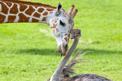 Hươu cao cổ 3 tuổi, Bea và đà điểu 10 tuổi, Wilma luôn bên cạnh nhau. Bea thích dùng lưỡi để khám phá môi trường xung quanh và Wilma luôn lúng túng mỗi khi cả hai gần nhau.