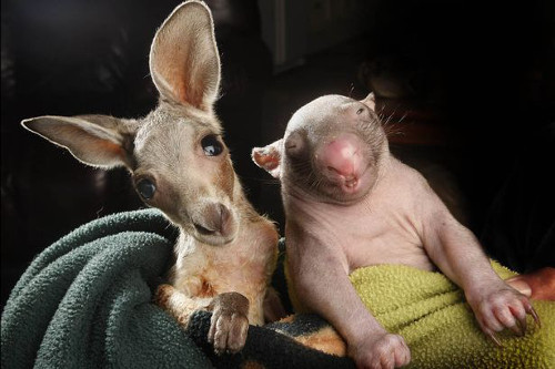 Kangaroo Anzac và gấu túi Peggy trở thành bạn tốt của nhau sau khi cùng chia sẻ chiếc túi nhỏ ở Trung tâm bảo vệ động vật hoang dã tại Victoria, Australia. Anzac đến trung tâm lúc 5 tháng tuổi nhưng vẫn ở trong chiếc túi của mẹ đến 8 tháng. Gấu túi Peggy đã giúp Anzac vơi đi nỗi nhớ nhà và hai người trở thành bạn tốt.