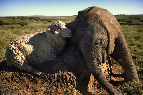 Voi Themba và cừu Albert vô cùng thân thiết như anh em. Cả hai cùng nhau chia sẻ đồ ăn.