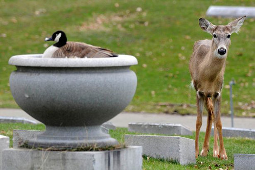 Nhiều người thật sự cảm động trước hình ảnh chú hươu đứng gác suốt 4 ngày liền bên tổ của ngỗng không cho ai quấy rầy.