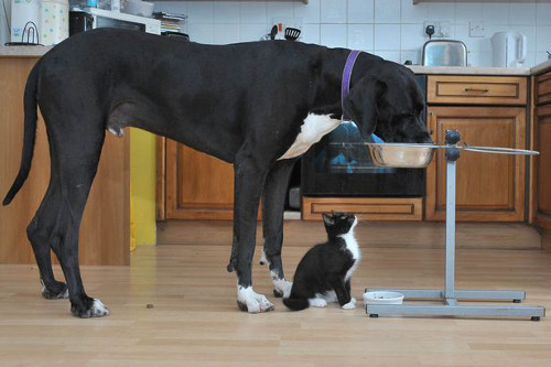 Chú chó Shadow nặng hơn mèo George 65 lần nhưng cả hai luôn đồng hành cùng nhau, thậm chí cả trong lúc ăn. Đôi khi cả hai còn trao nụ hôn lên mũi nhau.