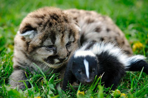 Hai sư tử con Annabelle và Lester ngay lập tức kết thân với chồn hôi khi mồ côi mẹ lúc 6 tuần tuổi. Bộ ba luôn chơi đùa cùng nhau trong khu bảo tồn động vật ở bang Montana, Mỹ.