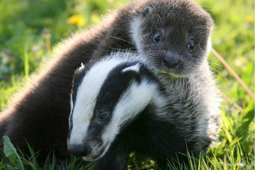 Rái cá và lửng trở thành bạn tốt của nhau khi cùng chung mái nhà ở Khu bảo tồn động vật hoang dã ở Somerset, Anh.