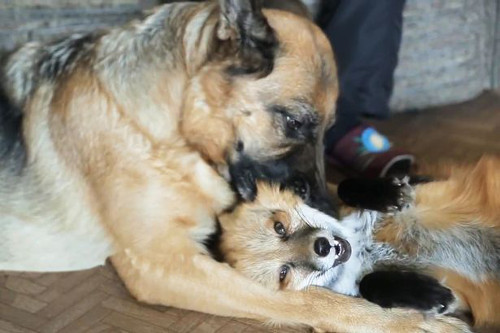 Cáo với chó thường là kẻ thù của nhau ấy vậy mà chúng lại trở thành bạn tốt của nhau. Cáo Bella và chó Essex luôn vui đùa với nhau tại Khu bảo tồn động vật ở Thorrington, Essex, Anh.