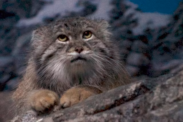 Dù vui vẻ hay cáu giận, gương mặt của chúng cũng rất đáng yêu.