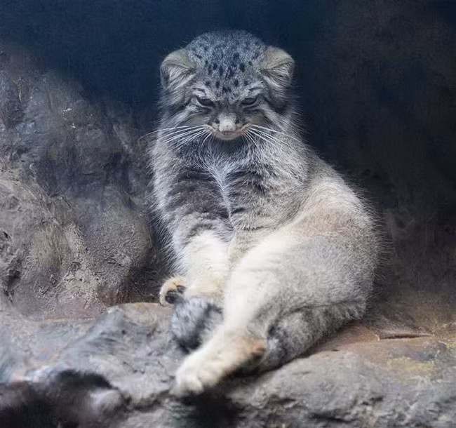 Dường như chú mèo mới trải qua một cuộc tình đau khổ.