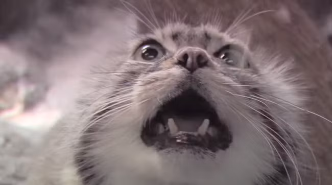 Là một loài mèo hoang khá hung dữ, mèo Pallas thường sống ở độ cao lên đến hơn 5.000m.