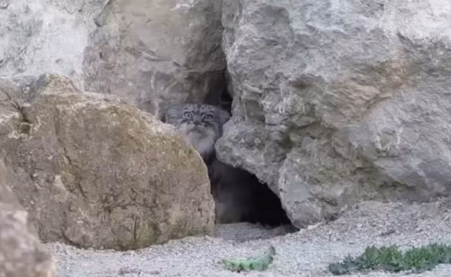 Vẻ mặt đầy đe dọa của con mèo không muốn ai đến gần lãnh thổ của nó.