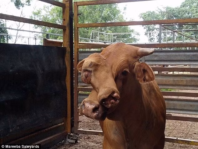 Quai thai bo duc co hai khuon mat o Australia