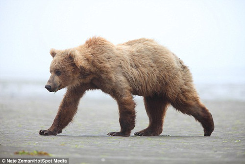 Theo nhiếp anh gia, gấu nâu có lẽ đi ra từ một khu rừng gần đó.