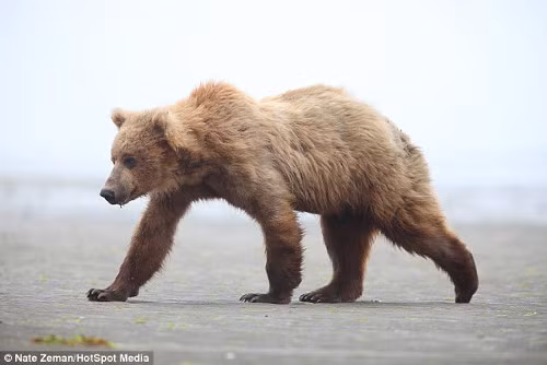 Theo nhiếp anh gia, gấu nâu có lẽ đi ra từ một khu rừng gần đó.