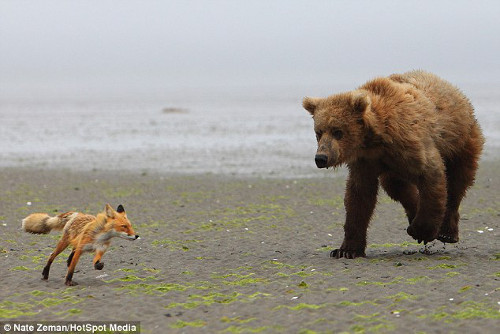Nhiếp ảnh gia Nate Zeman cho biết, cả hai đều không giống như động vật hung dữ mà đang chơi một trò chơi.