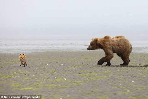 Tuy nhiên, cáo nhỏ không hề hay biết điều đó, nó thường chạy mỗi khi gấu đến gần và màn rượt đuổi lại bắt đầu.