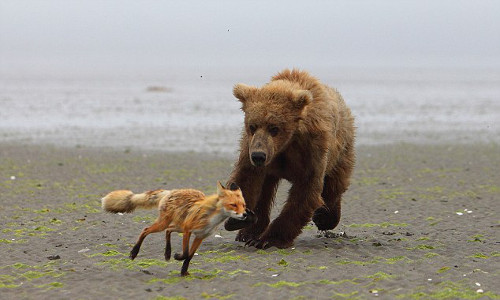 Thấy gấu béo lao tới, cáo nhỏ nhanh chân chạy.