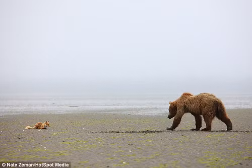 Hai con mặt đối mặt nhau và có vẻ như gấu chỉ muốn tìm cáo để làm bạn.