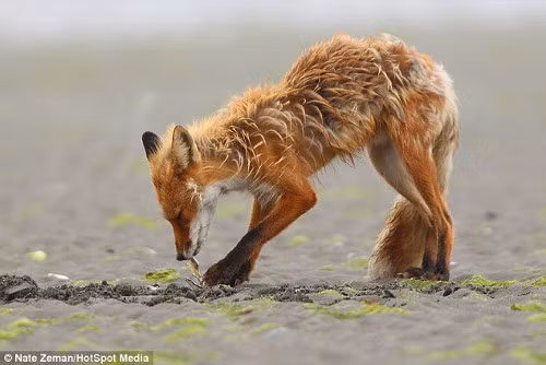 Bỏ xa gấu nâu, cáo lại tha thẩn tìm kiếm nghêu trên bãi cát.